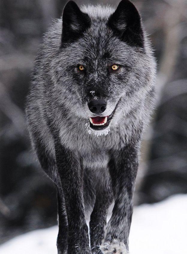 Steppenwolf: A Novel customer photo 1