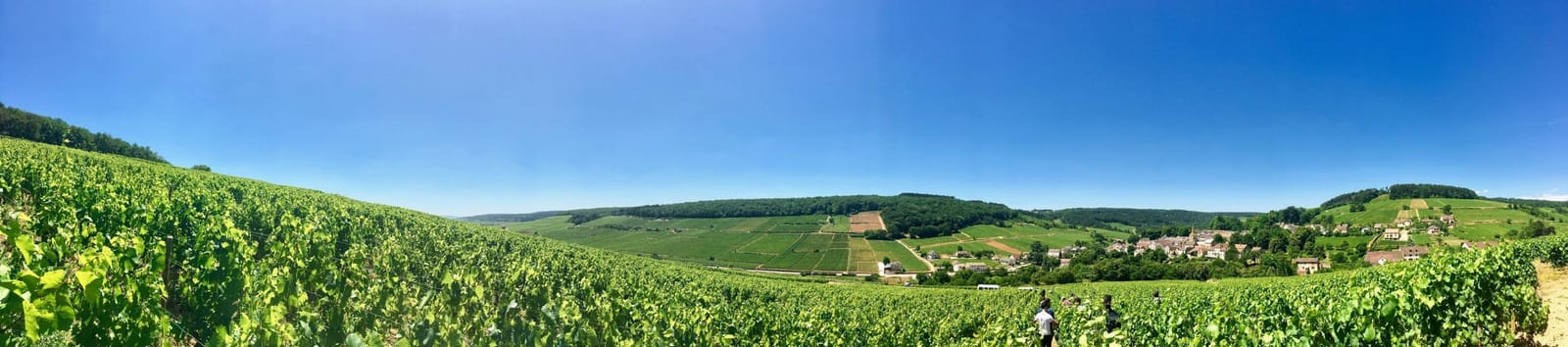 The Wines of Burgundy customer photo 1