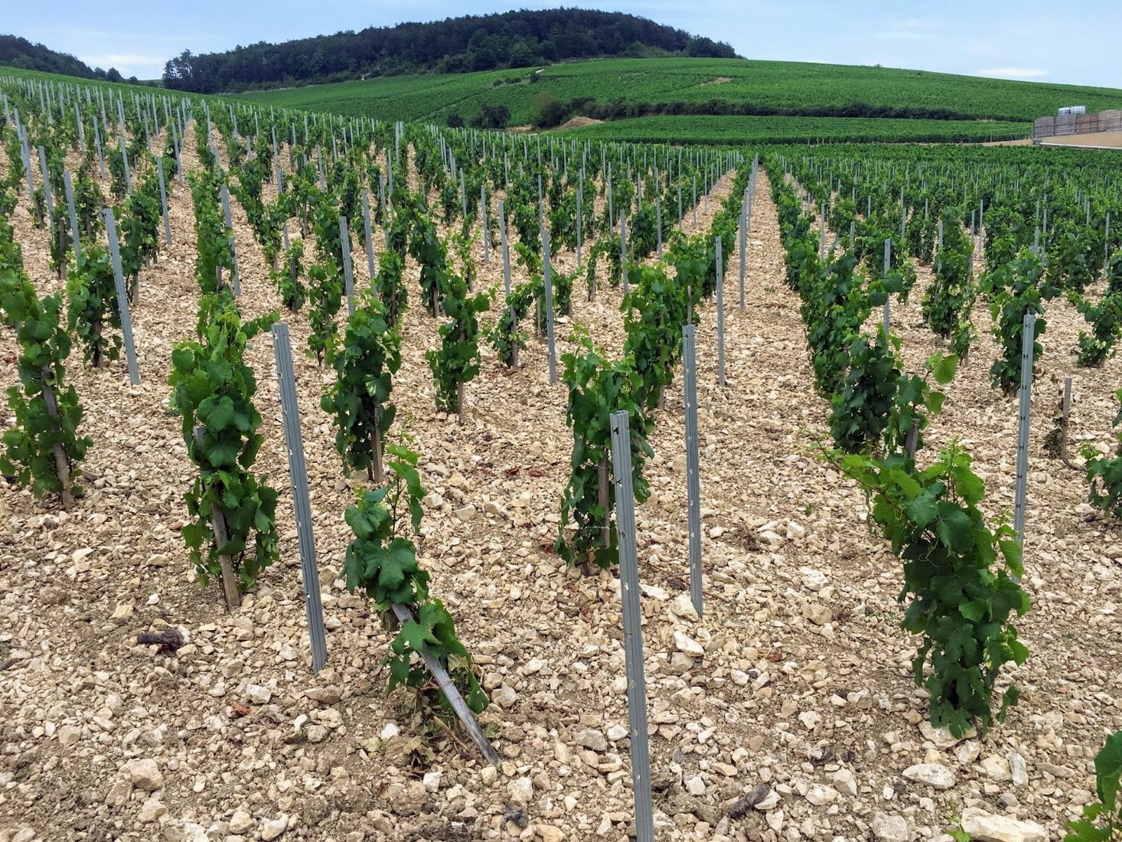 The Wines of Burgundy customer photo 2