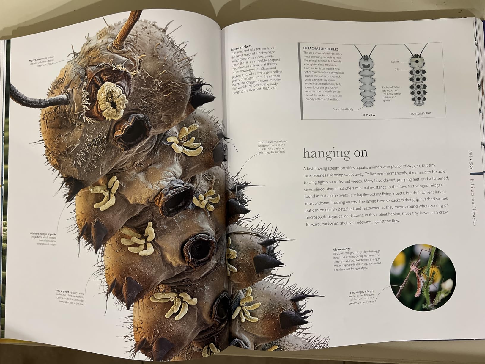 Micro Life: Miracles of the Miniature World Revealed (DK Secret World Encyclopedias) (Packaging may vary) customer photo 1