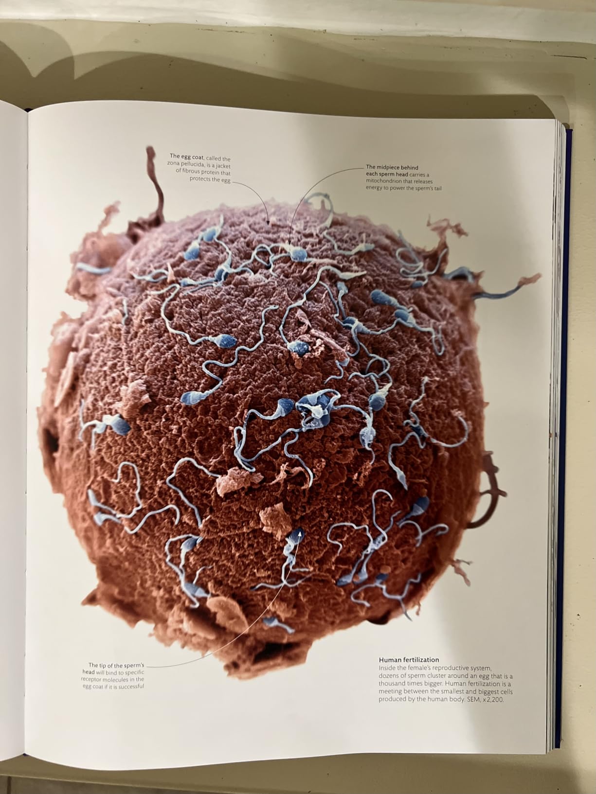 Micro Life: Miracles of the Miniature World Revealed (DK Secret World Encyclopedias) (Packaging may vary) customer photo 2