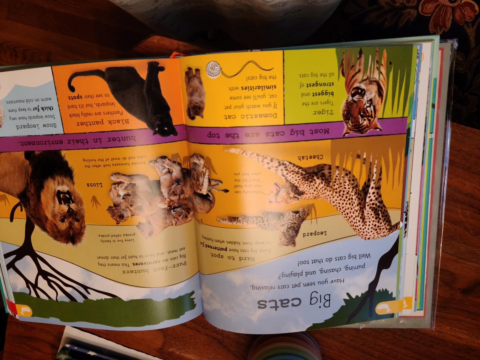 My Encyclopedia of Very Important Things: For Little Learners Who Want to Know Everything (My Very Important Encyclopedias) customer photo 1