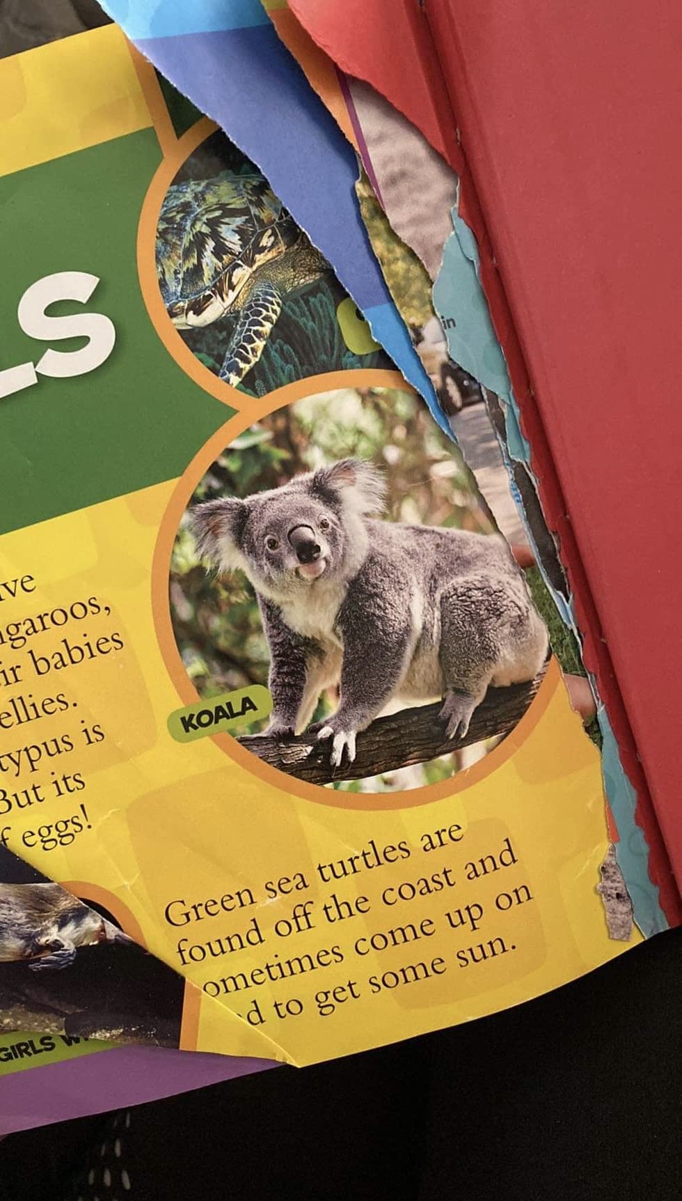 National Geographic Little Kids First Big Book of the World customer photo 2