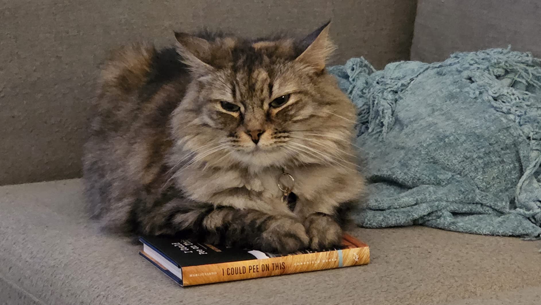 I Could Pee on This: And Other Poems by Cats (Gifts for Cat Lovers, Funny Cat Books for Cat Lovers) customer photo 2