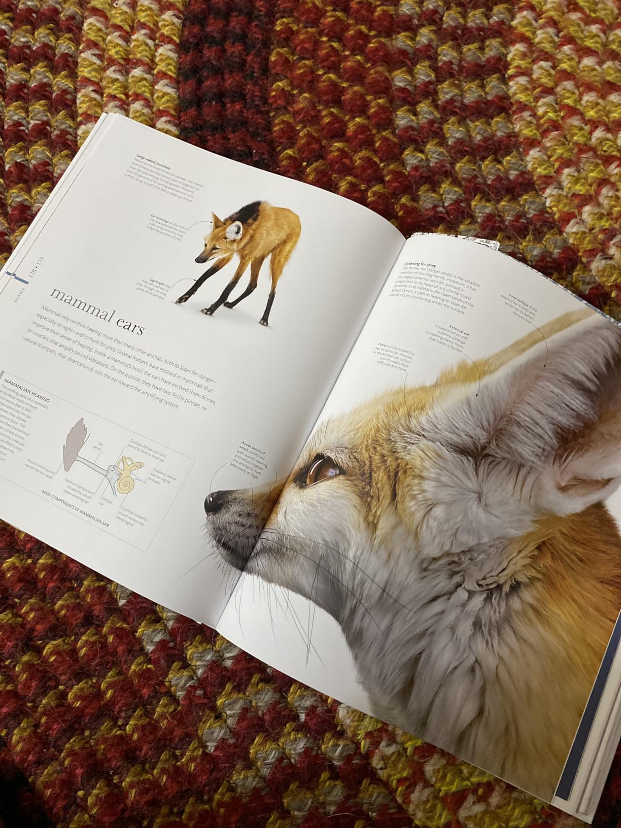 Zoology: Inside the Secret World of Animals (DK Secret World Encyclopedias) customer photo 1