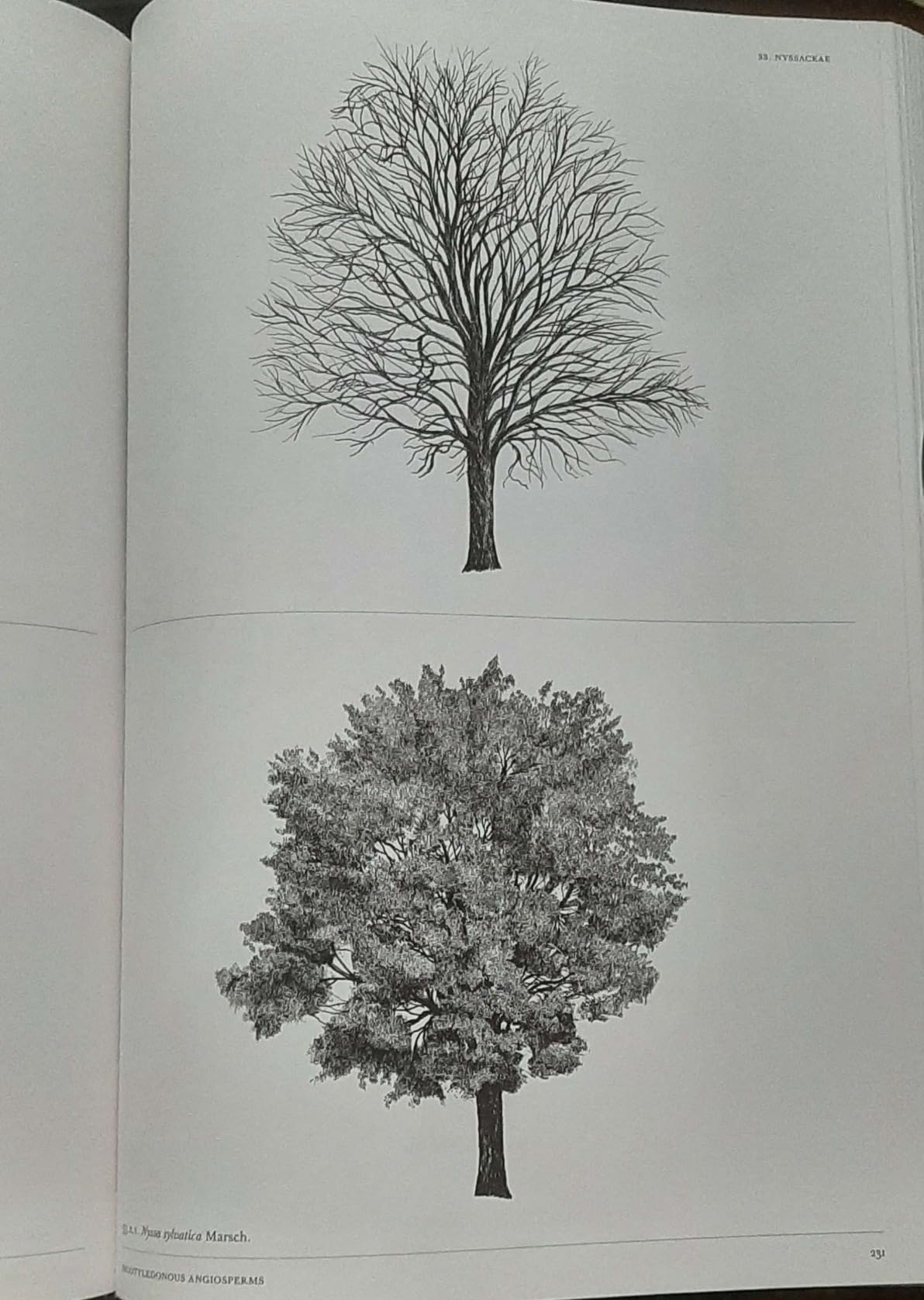 The Architecture of Trees customer photo 2