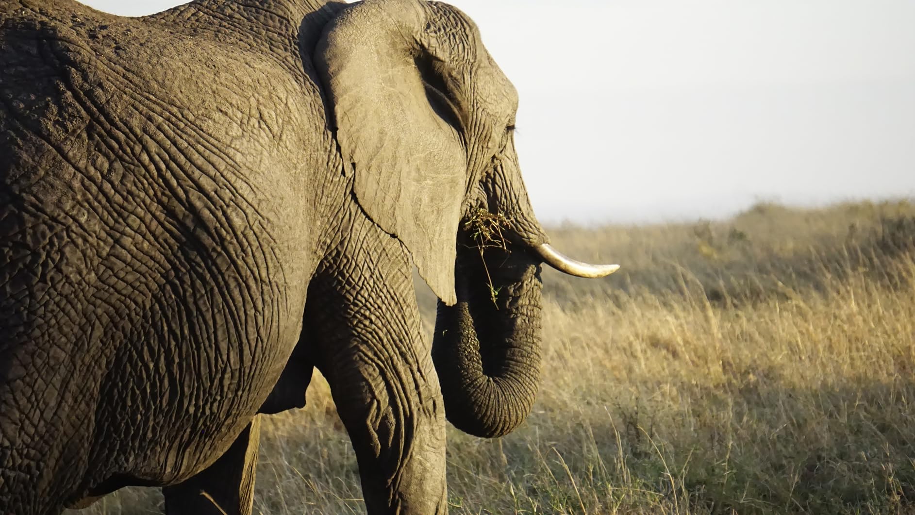 Walk the Earth: Photographs of Africa's Last Great Elephants customer photo 1