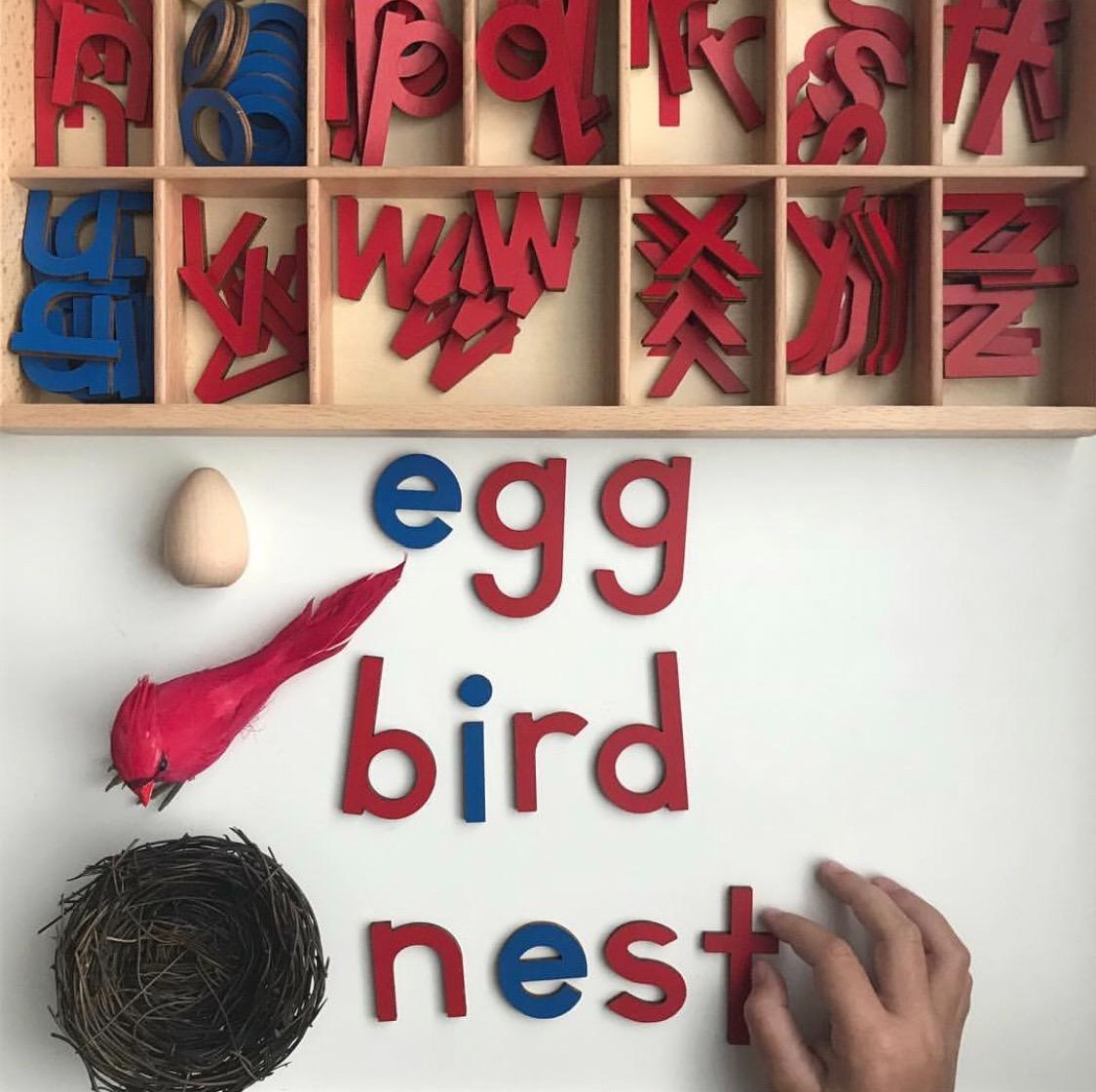 Elite Montessori Wooden Movable Alphabet with Box Preschool Spelling Learning Materials (Red & Blue, 5mm Thick) customer photo 2