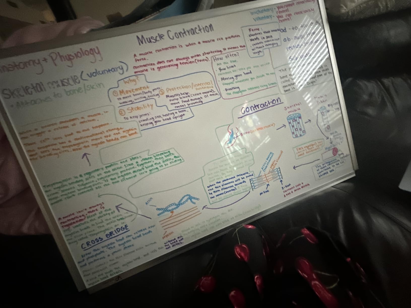 VIZ-PRO Magnetic Dry Erase Board, 24 X 18 Inches, Silver Aluminium Frame customer photo 2