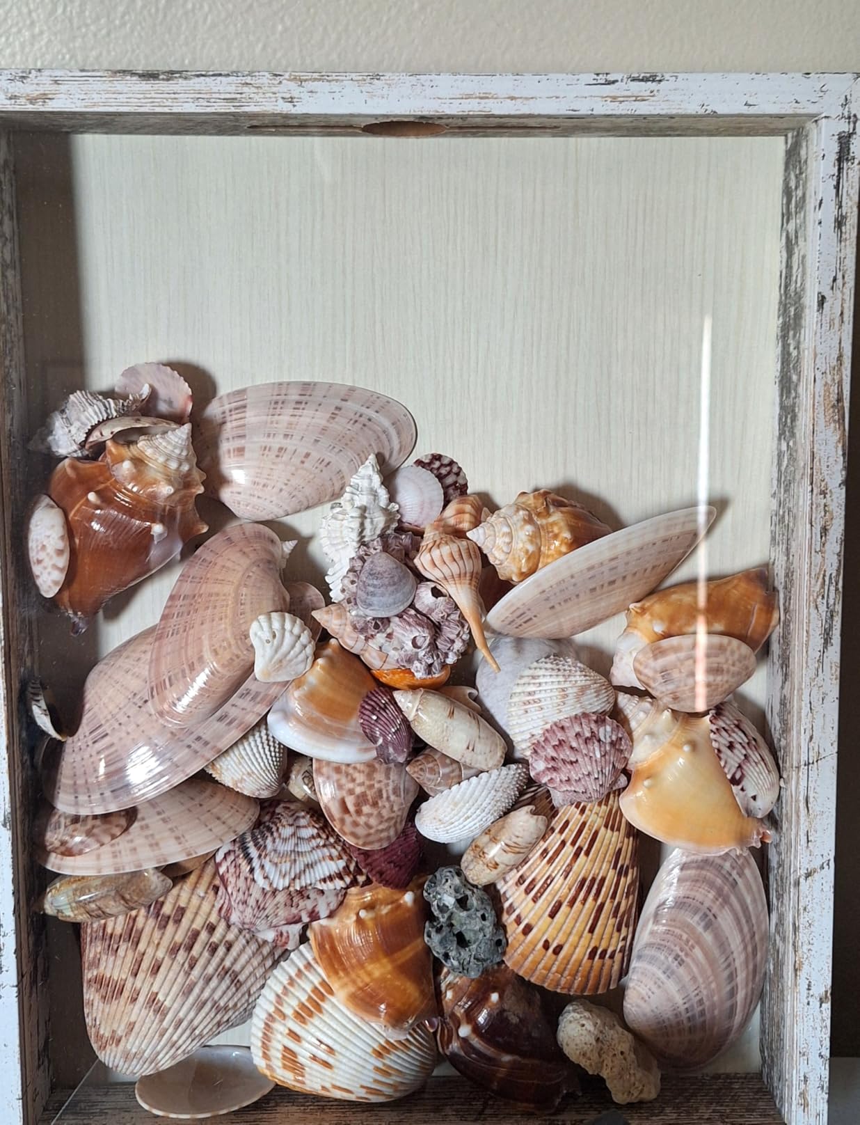 FramePro Small Shadow Box Seashell Collection White 8x10 Top Loading Display Case Frame with Slot, Movie Travel Sporting Events Concert Ticket Stubs Drink Beer Caps Memory Keepsake Box customer photo 2